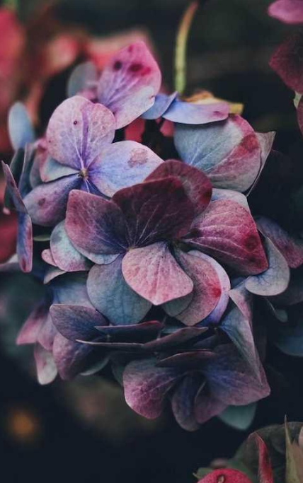 [Скетчинг маркерами] Видеоурок «Гортензия» (Любовь Дрюма)