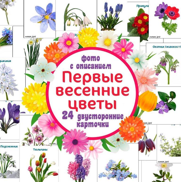 [umeem_igrat] Карточки с описанием. Первые весенние цветы (Алсу Хаметова)