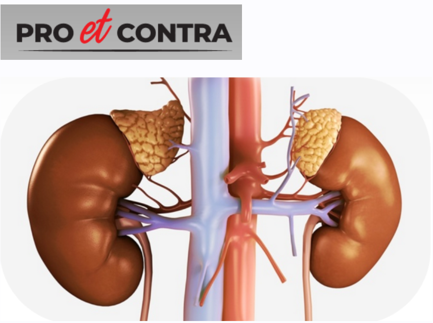 [Pro et Contra] Надпочечники, их гормоны и роль в регуляции работы эндокринной системы (Анна Беляева)