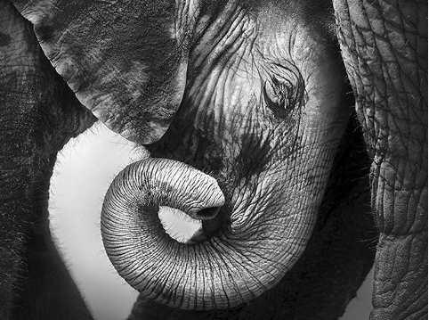 [Высшая школа психологии] Интегральный подход психологической работы с травмой развития. Раздел 5 (Анастасия Дивеева, Андрей Евдокимов)