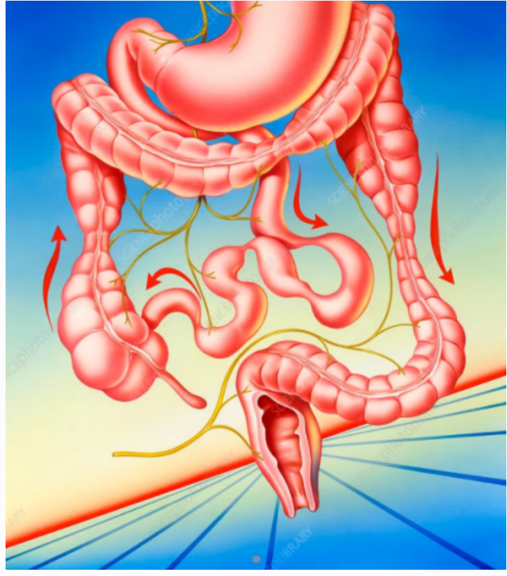 [Sigh Energy] Синдром раздраженного кишечника. Irritable Bowel Syndrome Powerful Plus +11x (Extra Strong)