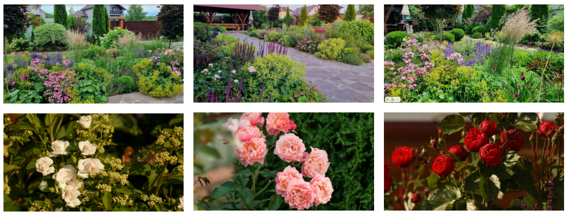 Розы в неприхотливом саду. Система выбора, посадки и ухода, проверенная опытом (Наталья Мягкова), фото 1 из 1.