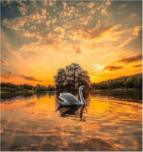 Миcтикa дробных кaрт. D27, Шаштамша (Винод Пракаш Гоел)