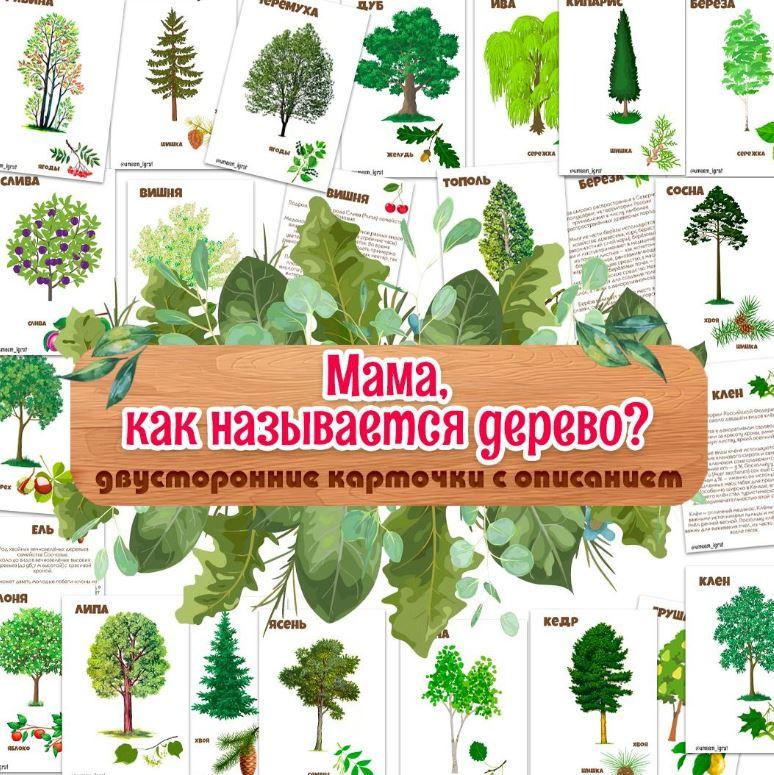[umeem_igrat] Карточки с описанием. Деревья (Алсу Хаметова)