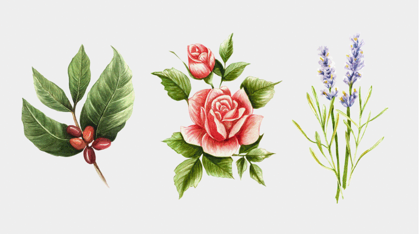 [Domestika] Акварельный ботанический скетчбук / Botanical Watercolor Sketchbook (Полина Масиэль)