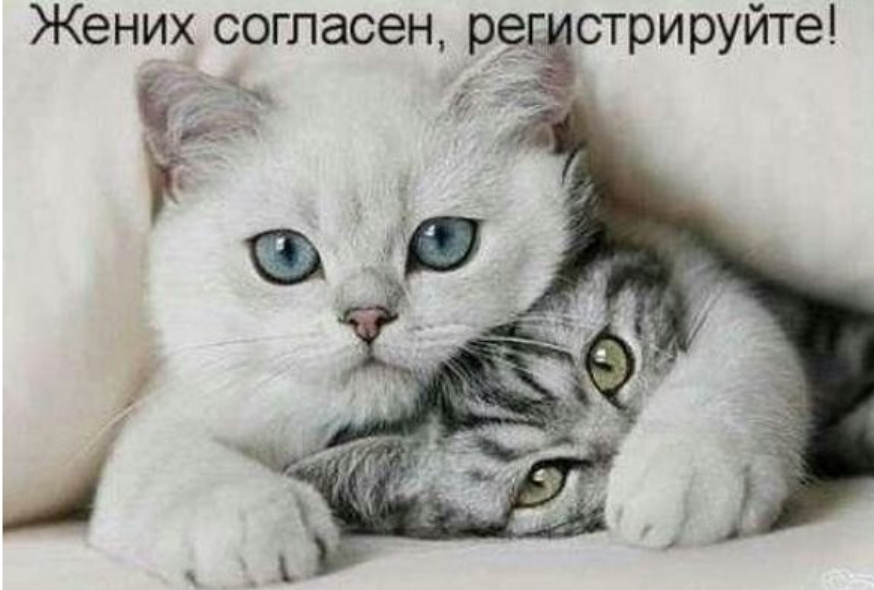 Жених согласен, регистрируйте! (Наталия Ладини)