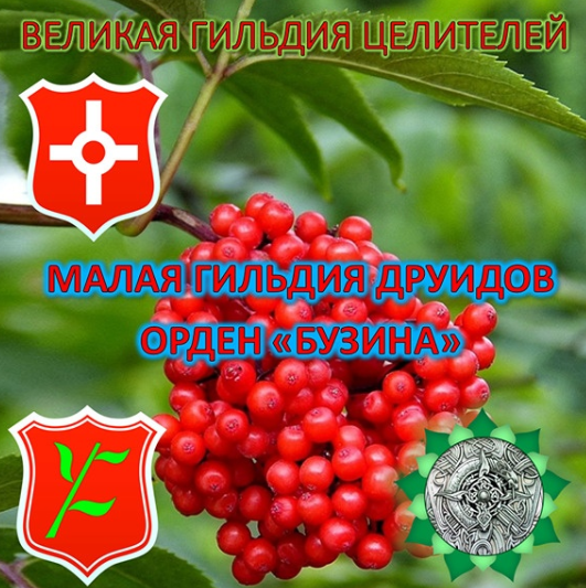 [Атлантида] Орден Бузина