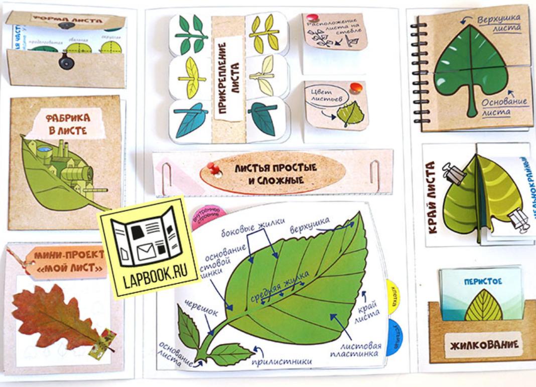 Лэпбук Листья (Татьяна Пироженко)