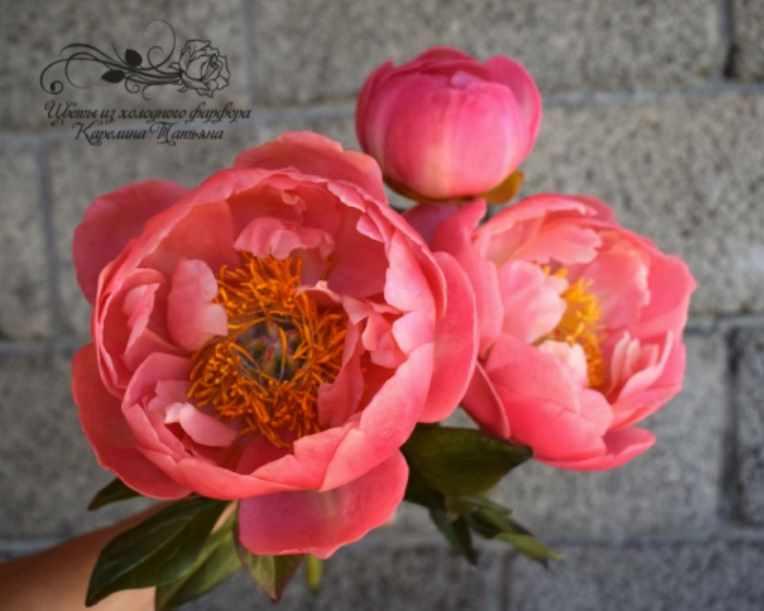 Мастер-класс "Пион Coral Charm" (Татьяна Карелина)