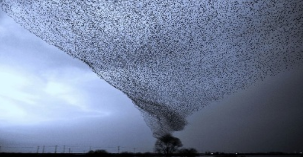 [Центр Современных системных расстановок] Магическое и не магическое в жизни и расстановках (Кира Паульсен)