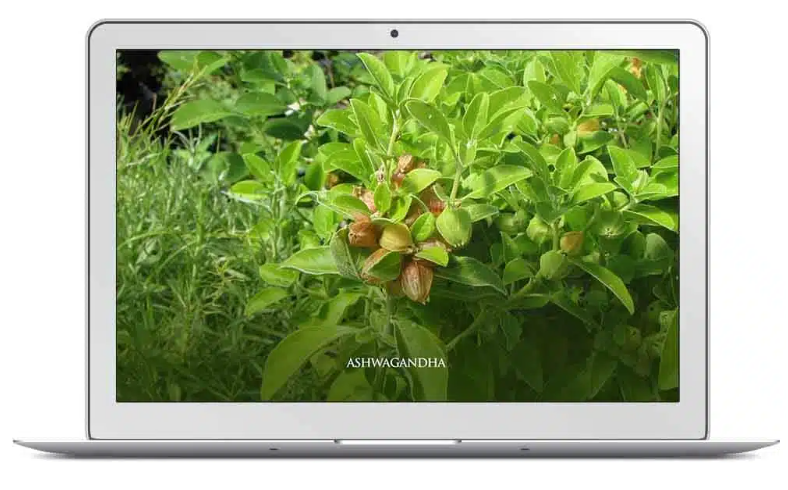 Ашваганда (Эрик Томпсон)