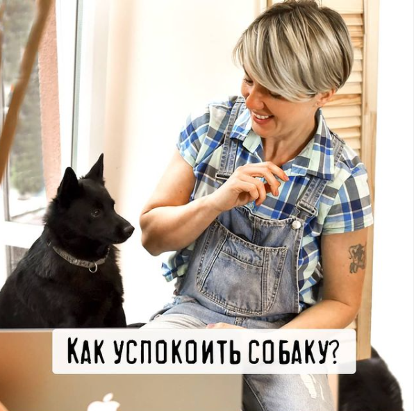 Как успокоить   легковозбудимую собаку [schoolpetsfriends]