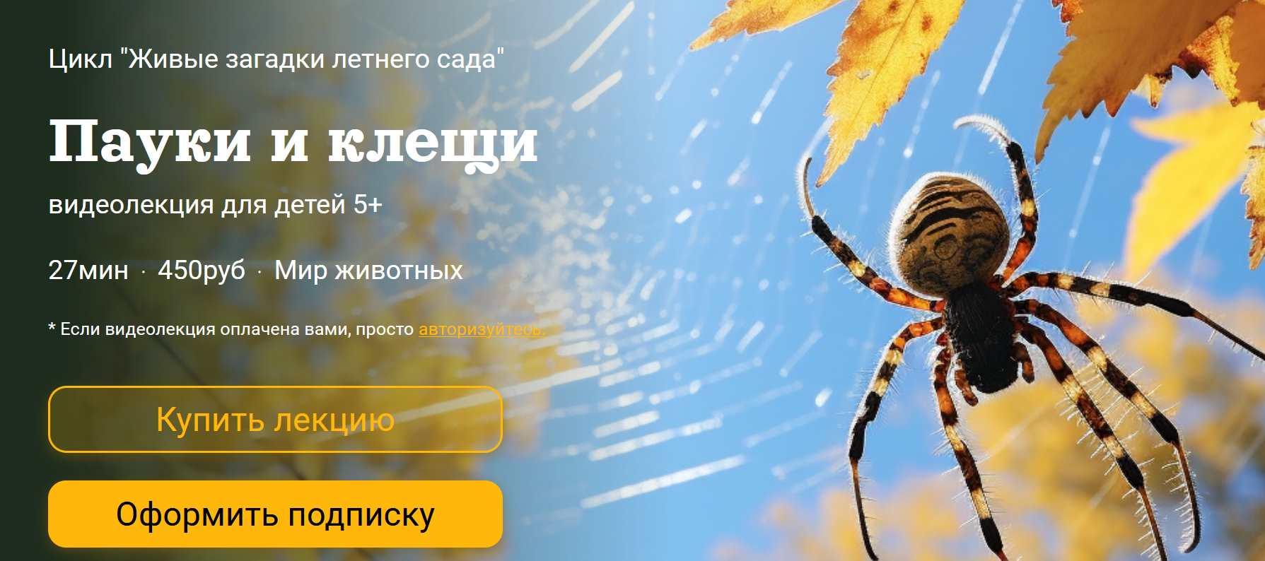 [Детский лекторий] Пауки и клещи (Александр Толмачев)