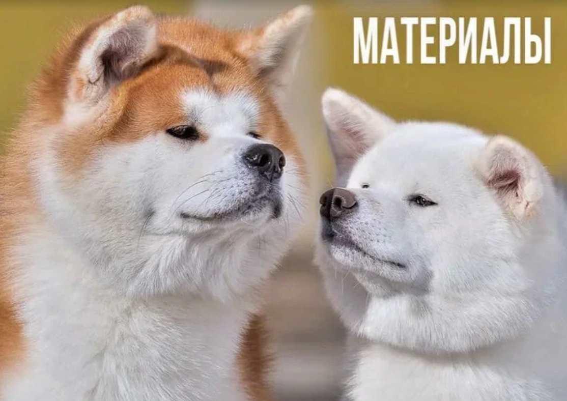 [Лепка]  СТАТУЭТКА  Акита-Ину (artroombullibull)