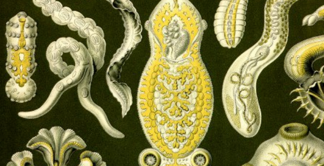 [Архэ] Вши и сыпной тиф. Человек и паразиты (Сергей Ивницкий)