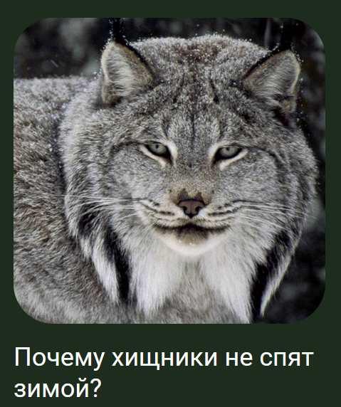 [Детский лекторий] Почему хищники не спят зимой? (Александр Толмачев)