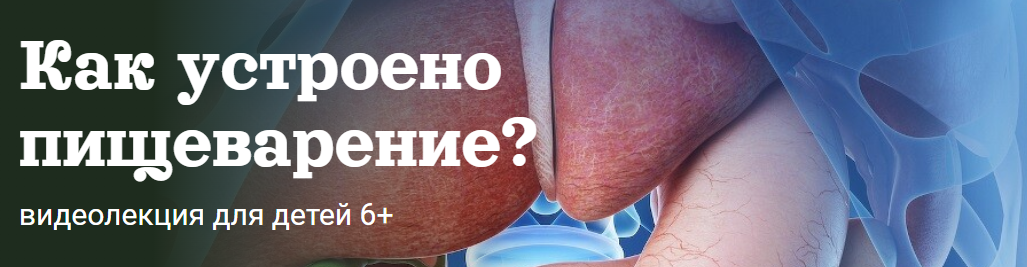 Как устроено пищеварение (Александр Толмачёв)