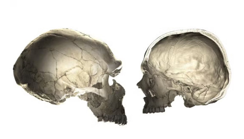 [Архэ] Коэволюция мозга, культуры и продолжительности жизни (Александр Марков)