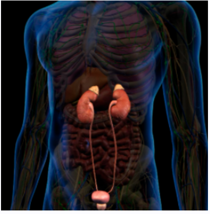 [Sigh Energy] Процесс заживления почек и надпочечников | KA process Powerful Plus +11x(Extra Strong)