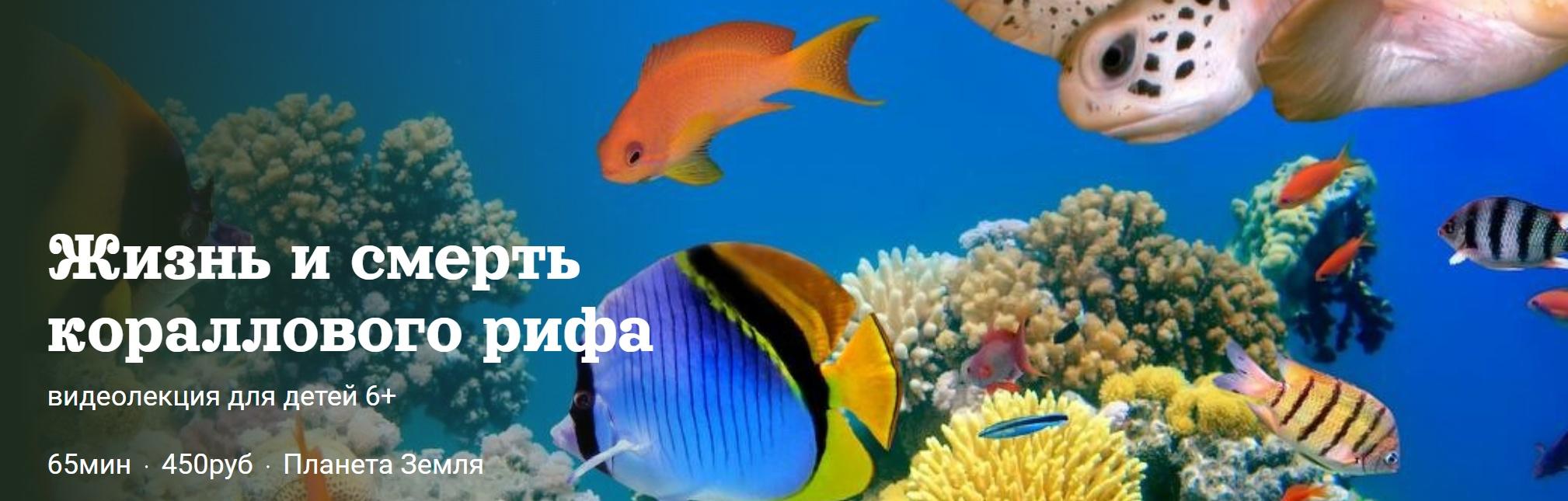 [Детский лекторий] Жизнь и смерть кораллового рифа (Александр Толмачев)
