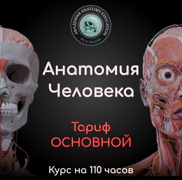 Анатомия человека. Тариф Основной (Эдгар Кафаров)