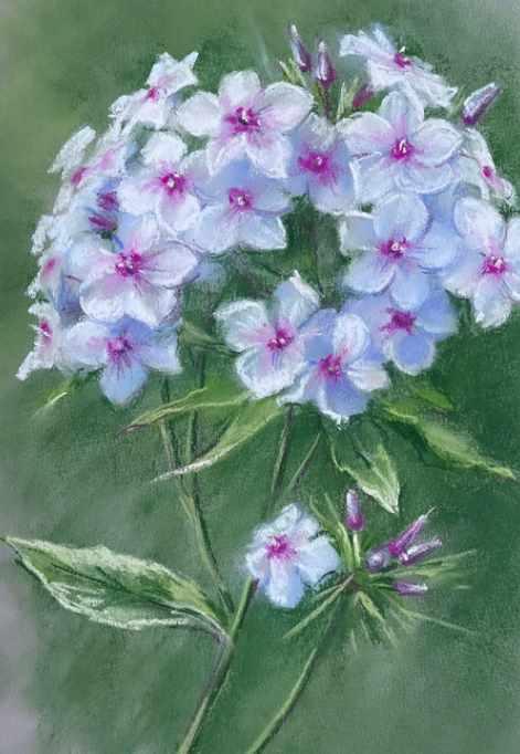 [Школа Пастели Soshnikova School] Флоксы (Елена Сошникова)