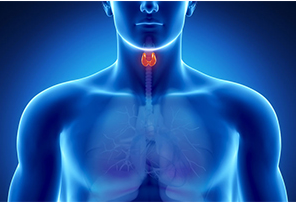 Возможности Су Джок терапии в эндокринологии. Занятие № 5. 17 марта 2020 г (Елена Макарова), фото 1 из 1.
