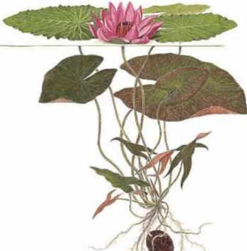 Диск Г4. Практика абсолютного здоровья (Наталья Котельникова)