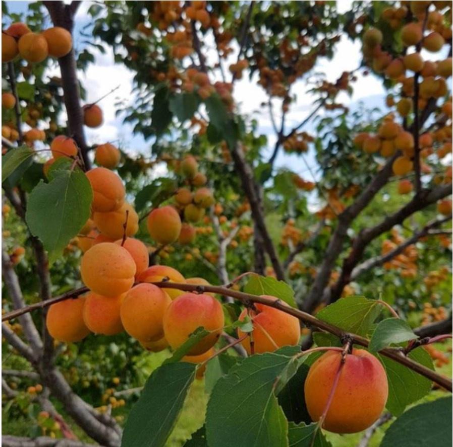 Руководство по посадке всех плодовых деревьев  (Apricot_gardenru)