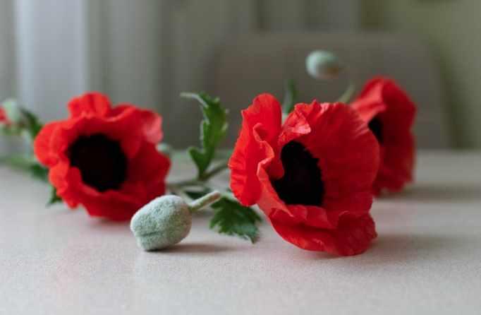 Мак (Наталья Желонкина), фото 1 из 1.