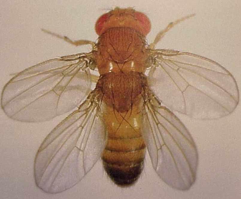 [Архэ] Основы генетики. Лекция 5 «Мутации: генные, хромосомные и геномные» (Андрей Синюшин)