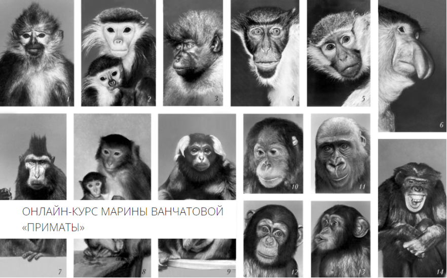 [Архэ] Приматы. Человекообразные обезьяны (Марина Ванчатова)