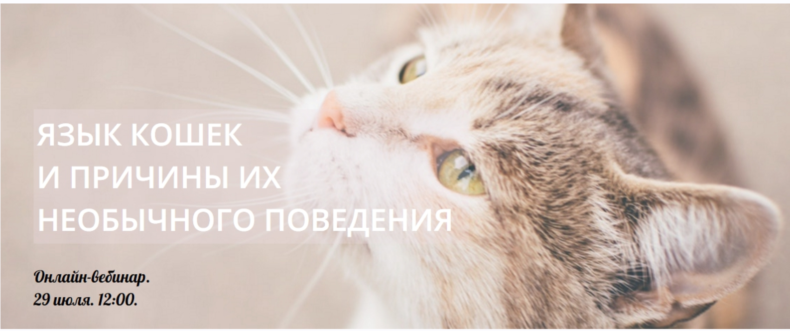 Язык кошек и причины их необычного поведения (Виктория Кононова)