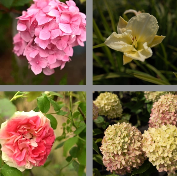 Авторский онлайн-курс «Цветущий сад» (Елена Савич)