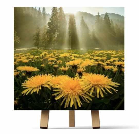 Одуванчики (Ирина Шпакова)