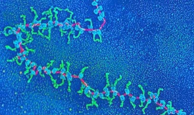 [Архэ] Основы генетики. Лекция 3 «Центральная догма молекулярной биологии: продолжение» (Андрей Синюшин)
