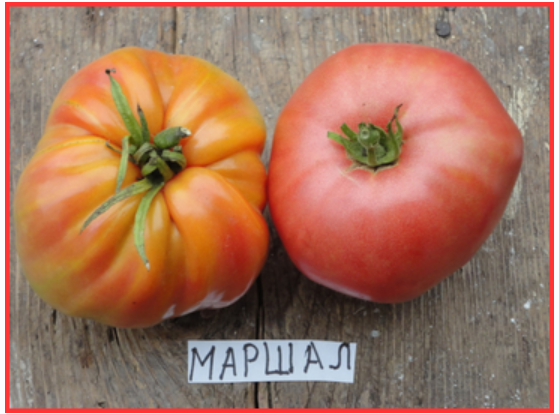 Помидорное изобилие (Людмила Иванова)