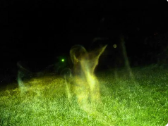 Фантомы. Создание и работа с помощью фантомов (Вячеслав Губанов)