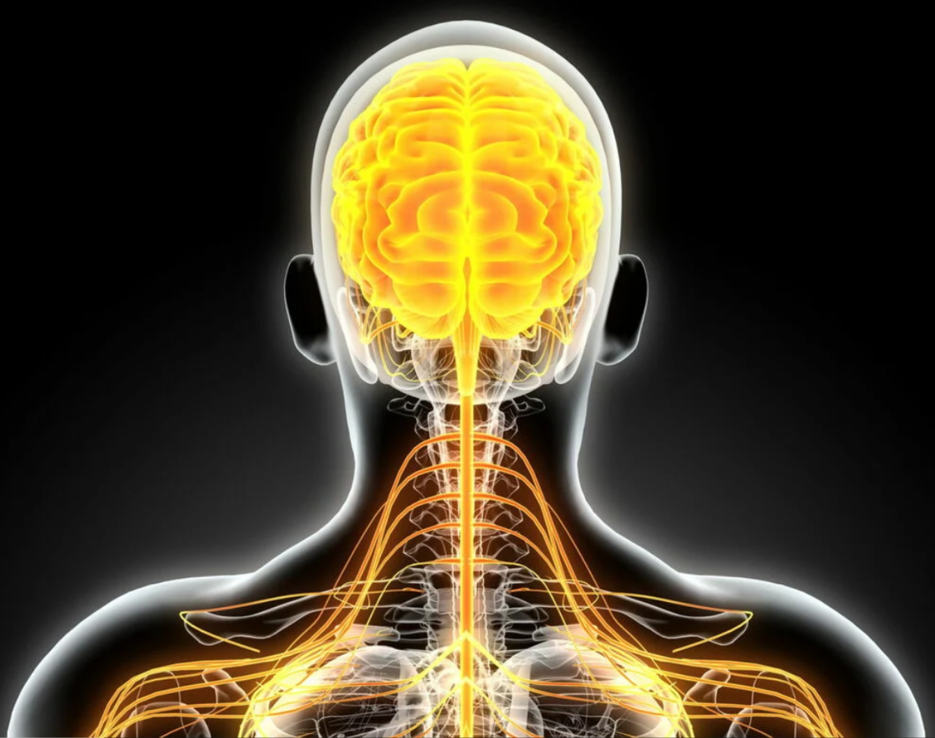 [Sigh Energy] Улучшение нервной системы Powerful Plus + 11x (Extra Strong). Nervous system improvement Powerful Plus +11x(Extra Strong)