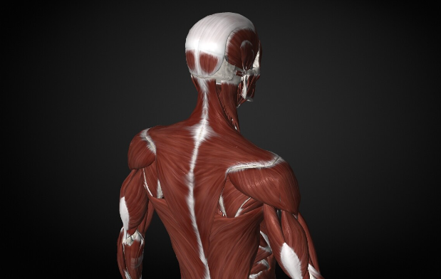 Массаж триггерных точек в плече (Артём Пак)