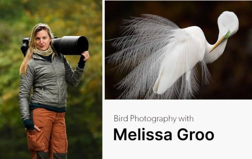 Фотографии птиц - Bird Photography with Melissa Groo, 2023 (Melissa Groo)