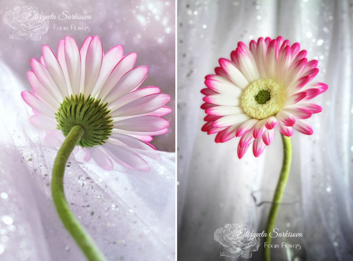 Гербера Angel (Елизавета Саркисова)