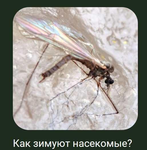 [Детский лекторий] Как зимуют насекомые (Александр Толмачев)