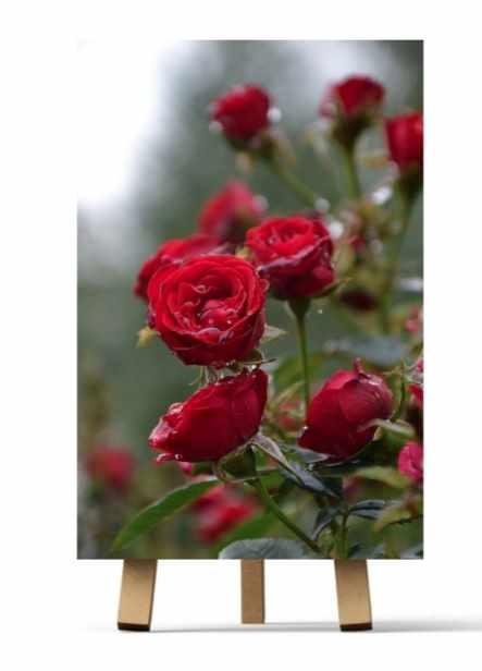 Розочки (Ирина Шпакова)