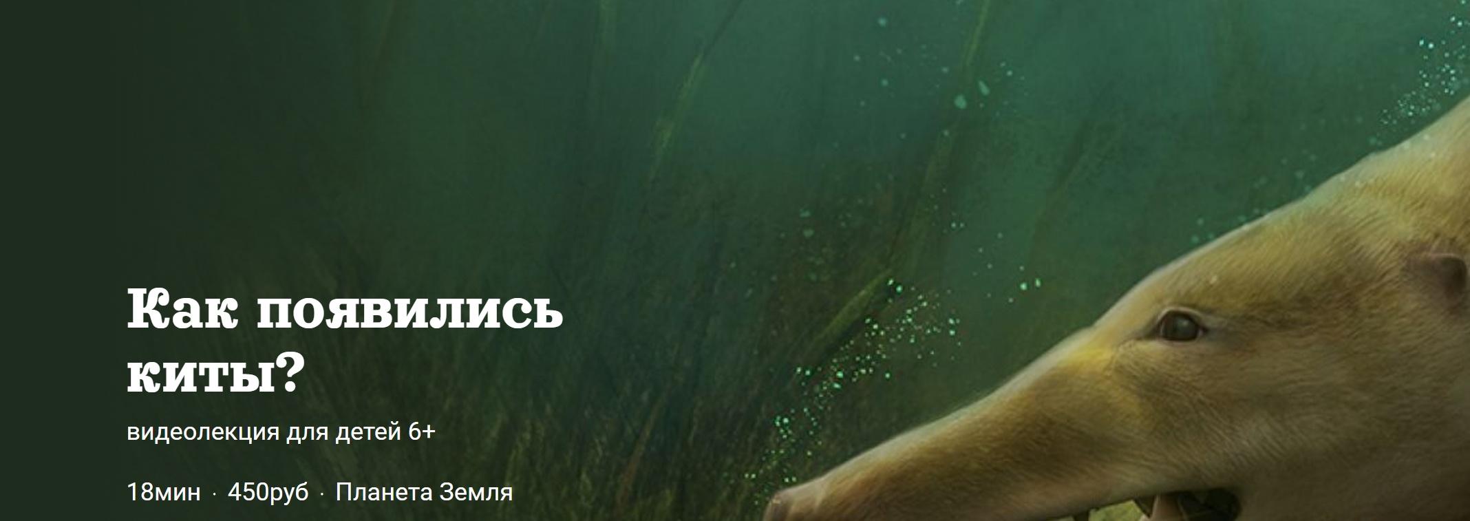 [Детский лекторий] Как появились  киты? (Александр Толмачев)