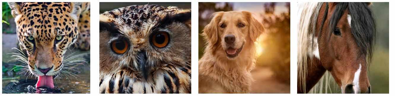 Животные. Фотореализм. Тариф Лайт  (Александр Шатале)