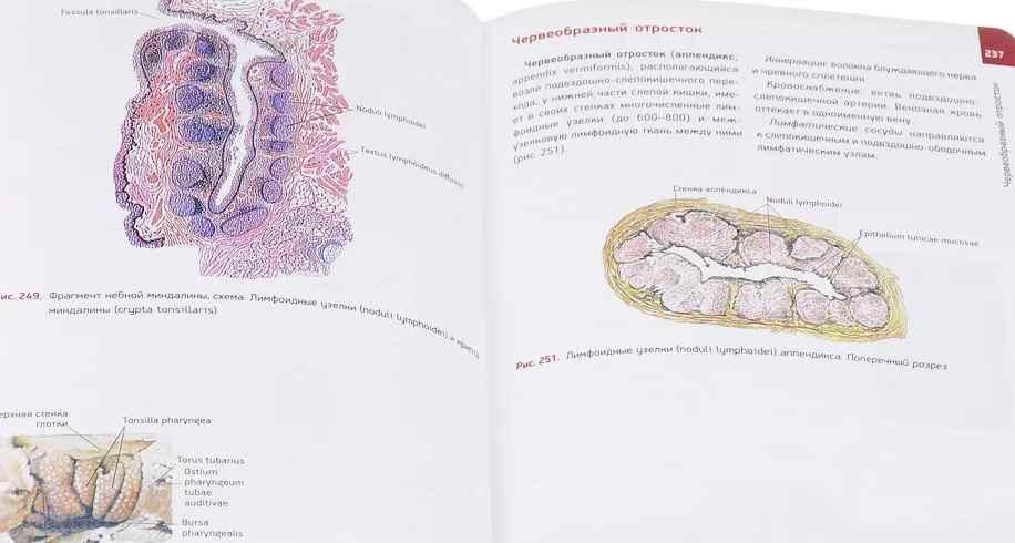 Анатомия человека. Атлас. Том 2. Учение о внутренностях, органах иммунной системы, лимфатической системе, эндокринных железах и сосудах (Михаил Сапин)