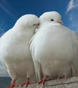 Ритуал привлечения Второй половинки (Олеся Рунова)