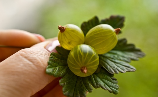 МК "Крыжовник" и сборка брошки и сережек (Катя Килязова)