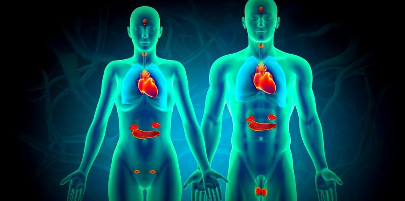 [Sigh Energy] Эндокринная система | Endocrine System Powerful Plus +11x (Extra Strong)